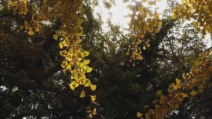 Fujifilm X30 - Movie Test