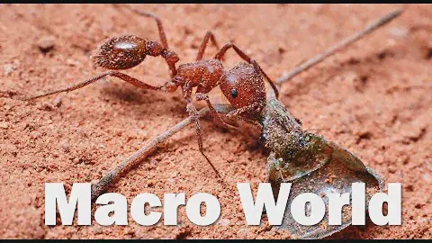 Introducing a Macro World | Fujifilm MCEX-16 Macro Extension Tube | Macro Photography