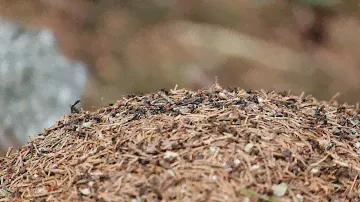 Anthill