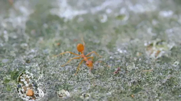 Fuji XF 60mm. f2.4 macro + X-T10 #1 Footage
