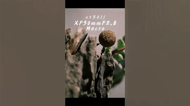 X-T30ll+XF30mmF2.8 R LM WR Macro #fuji #fujifilm #街頭攝影 #富士 #xt30 #fujifilmxt30
