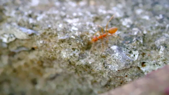 Fuji XF 60mm. f2.4 macro + X-T10 #2 Footage